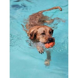 Welpenschwimmen mit Betreuung 1 Welpe