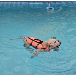 Welpenschwimmen mit Betreuung 1 Welpe