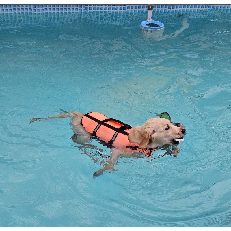 Welpenschwimmen mit Betreuung 1 Welpe