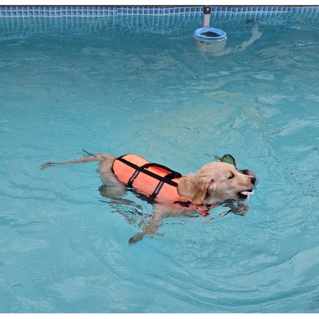 Welpenschwimmen mit Betreuung 1 Welpe