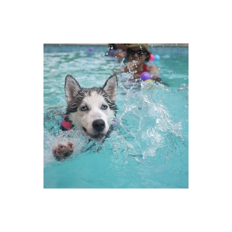 Hundeschwimmen ohne Betreuung