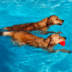 Hundeschwimmen, mit Betreuung 1 Hund