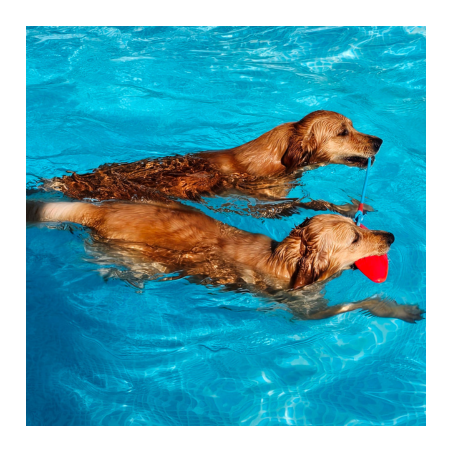 Hundeschwimmen, mit Betreuung 1 Hund