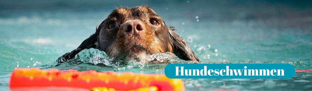 Hundeschwimmen